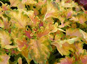 Pochvatec, Pokojová kopřiva 'Malibu Apricot' - Coleus blumei 'Malibu Apricot'