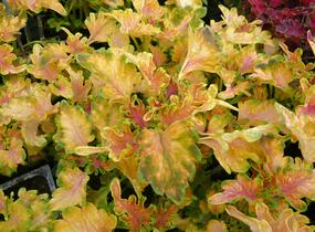 Pochvatec, Pokojová kopřiva 'Malibu Apricot' - Coleus blumei 'Malibu Apricot'