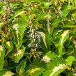 Pokojová kopřiva 'Mosaic Amazon Green' - Coleus blumei 'Mosaic Amazon Green'