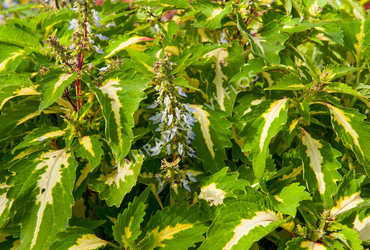 Pochvatec, Pokojová kopřiva 'Mosaic Amazon Green' - Coleus blumei 'Mosaic Amazon Green'