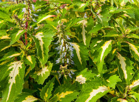 Pochvatec, Pokojová kopřiva 'Mosaic Amazon Green' - Coleus blumei 'Mosaic Amazon Green'