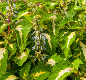 Pokojová kopřiva 'Mosaic Amazon Green' - Coleus blumei 'Mosaic Amazon Green'