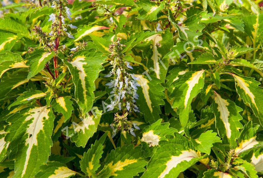 Pochvatec, Pokojová kopřiva 'Mosaic Amazon Green' - Coleus blumei 'Mosaic Amazon Green'