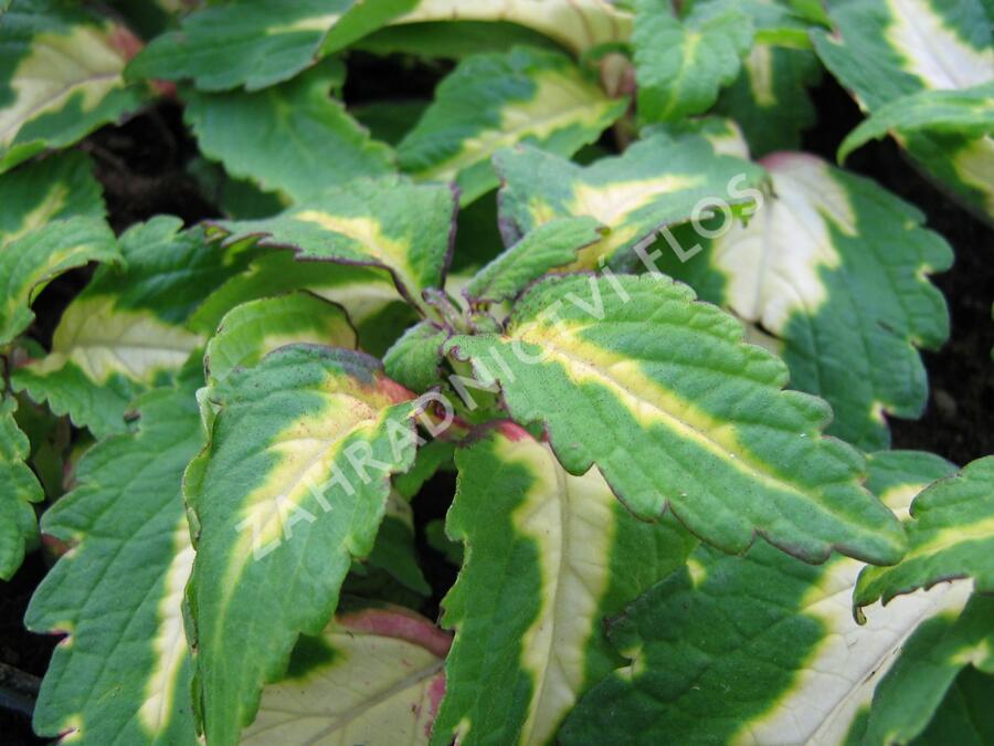 Pochvatec, Pokojová kopřiva 'Mosaic Amazon Green' - Coleus blumei 'Mosaic Amazon Green'