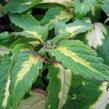 Pochvatec, Pokojová kopřiva 'Mosaic Amazon Green' - Coleus blumei 'Mosaic Amazon Green'
