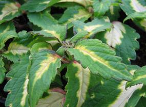 Pochvatec, Pokojová kopřiva 'Mosaic Amazon Green' - Coleus blumei 'Mosaic Amazon Green'