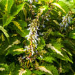Pochvatec, Pokojová kopřiva 'Mosaic Amazon Green' - Coleus blumei 'Mosaic Amazon Green'