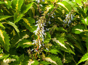 Pochvatec, Pokojová kopřiva 'Mosaic Amazon Green' - Coleus blumei 'Mosaic Amazon Green'