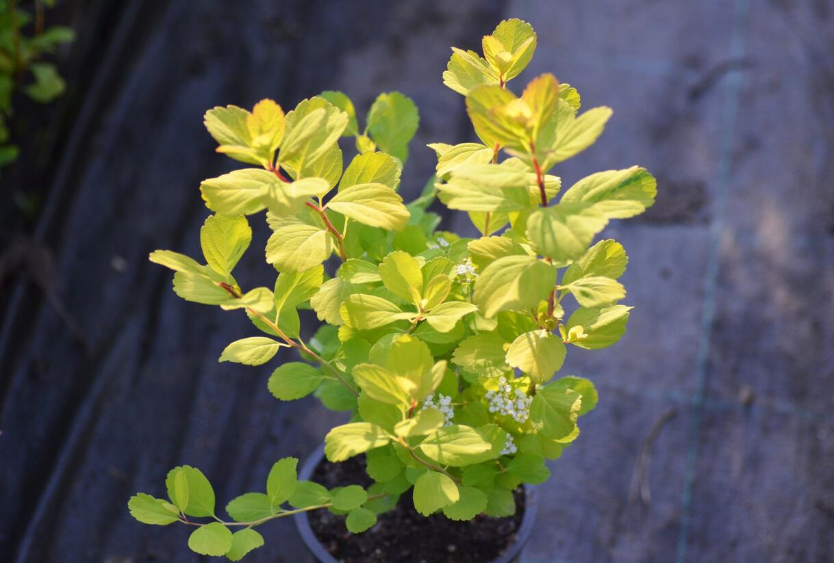 Tavolník břízolistý 'Tor' - Spiraea betulifolia 'Tor'