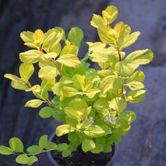 Tavolník břízolistý 'Tor' - Spiraea betulifolia 'Tor'