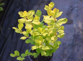 Tavolník břízolistý 'Tor' - Spiraea betulifolia 'Tor'