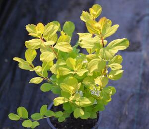 Tavolník břízolistý 'Tor' - Spiraea betulifolia 'Tor'