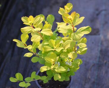 Tavolník břízolistý 'Tor'