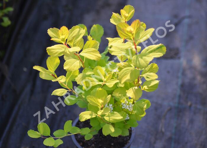 Tavolník břízolistý 'Tor' - Spiraea betulifolia 'Tor'