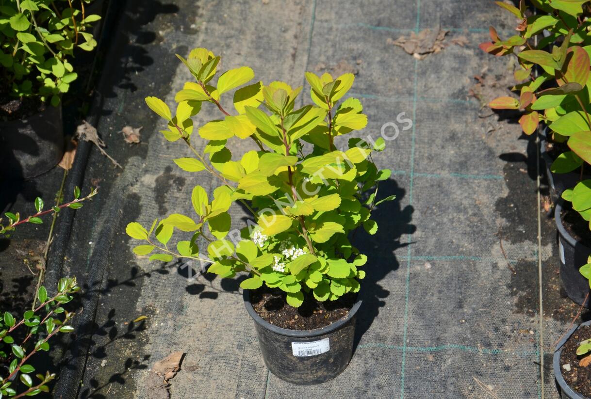 Tavolník břízolistý 'Tor' - Spiraea betulifolia 'Tor'