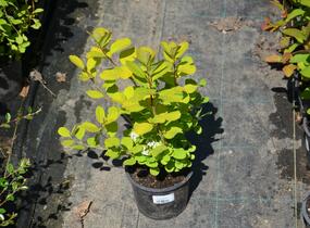 Tavolník břízolistý 'Tor' - Spiraea betulifolia 'Tor'