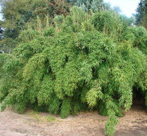 Bambus 'Simba' - Fargesia murieliae 'Simba'