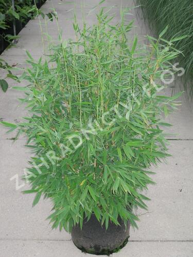 Bambus 'Jumbo' - Fargesia murieliae 'Jumbo'