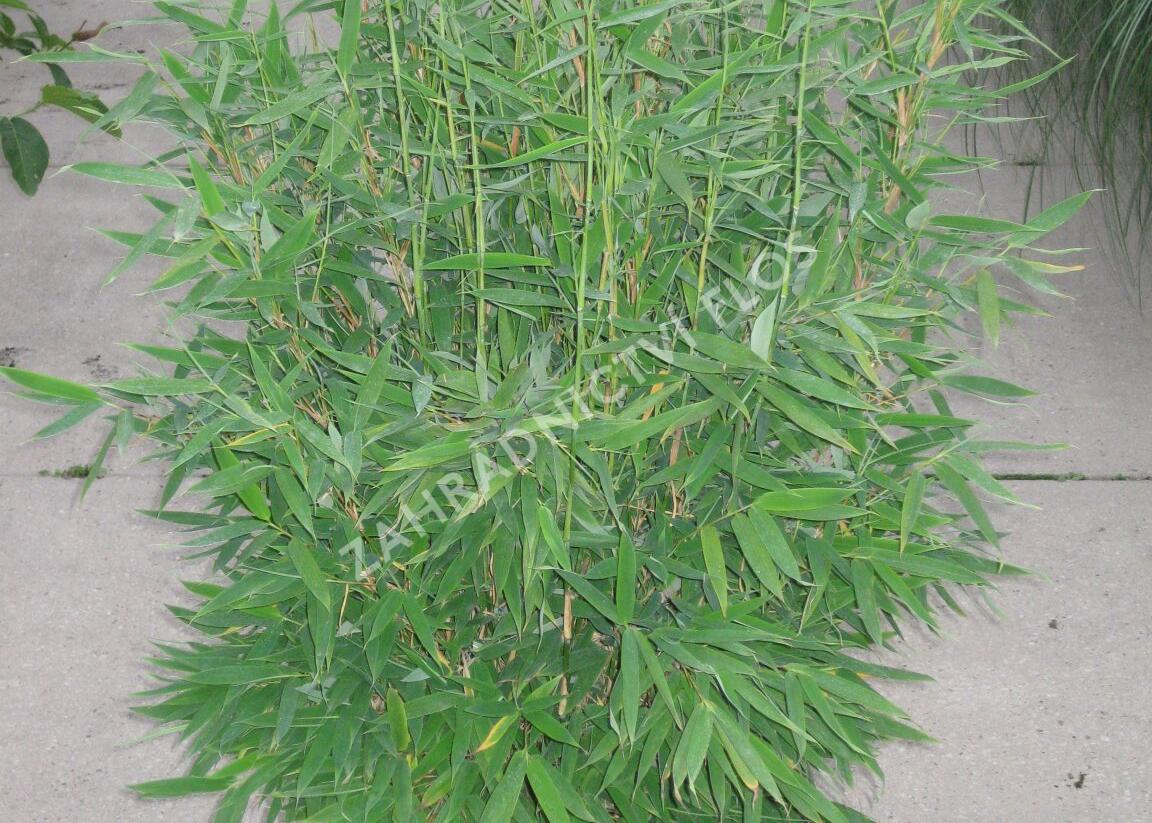 Bambus 'Jumbo' - Fargesia murieliae 'Jumbo'
