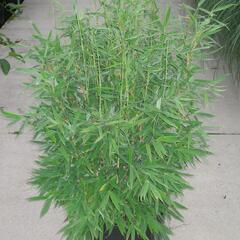 Bambus 'Jumbo' - Fargesia murieliae 'Jumbo'