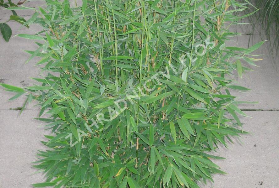 Bambus 'Jumbo' - Fargesia murieliae 'Jumbo'