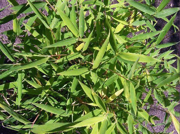 Bambus 'Jumbo' - Fargesia murieliae 'Jumbo'