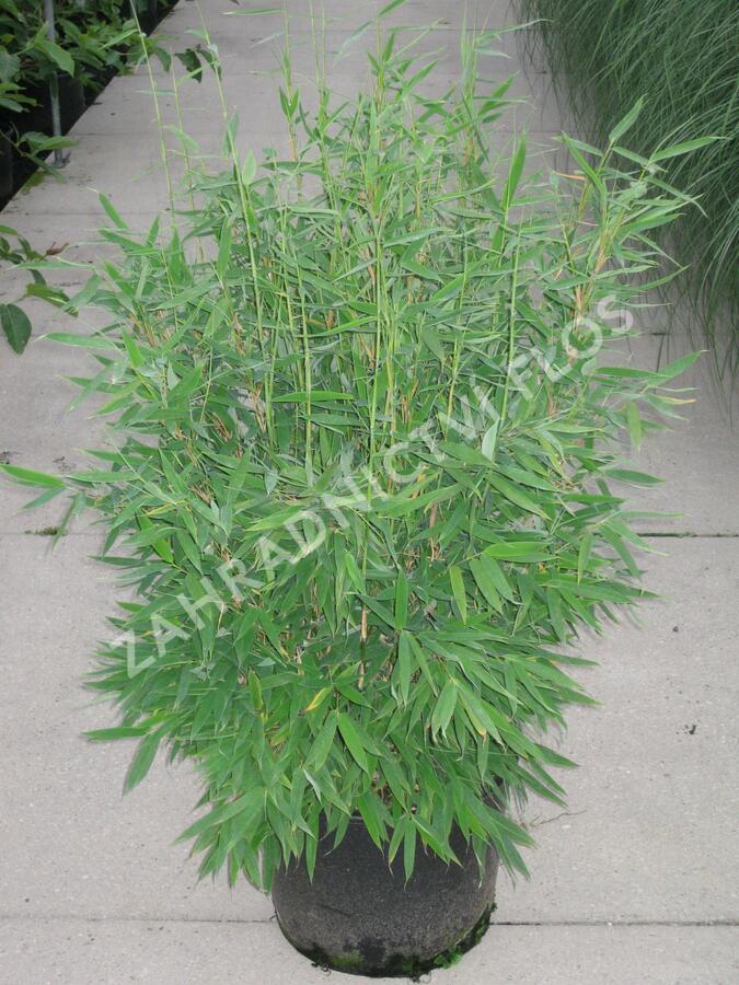 Bambus 'Jumbo' - Fargesia murieliae 'Jumbo'