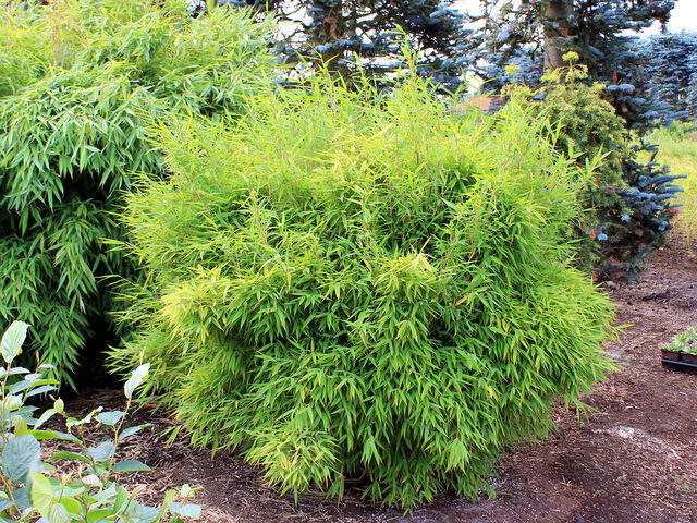 bambus metake kübel Evergreen bamboo 1.50 -2.00 m Bambusa metake – Garden Boutique