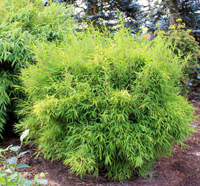 Bambus 'Bimbo' - Fargesia murieliae 'Bimbo'