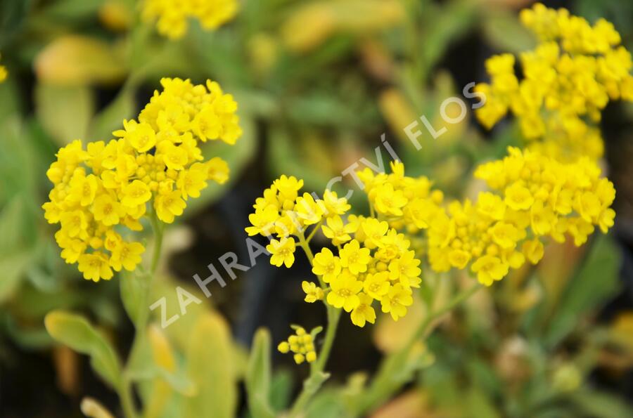 Tařice skalní 'Compact Goldkugel' - Alyssum saxatile 'Compact Goldkugel'