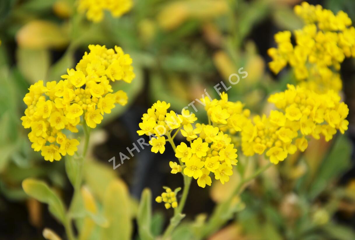 Tařice skalní 'Compact Goldkugel' - Alyssum saxatile 'Compact Goldkugel'
