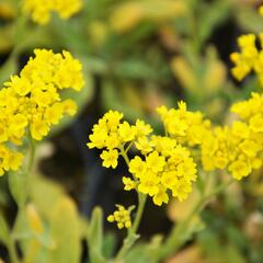 Tařice skalní 'Compact Goldkugel' - Alyssum saxatile 'Compact Goldkugel'