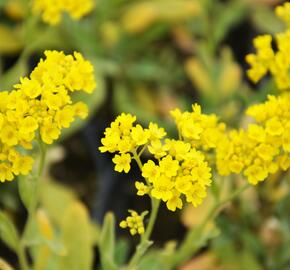 Tařice skalní 'Compact Goldkugel' - Alyssum saxatile 'Compact Goldkugel'