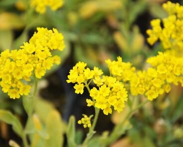 Tařice skalní 'Compact Goldkugel'