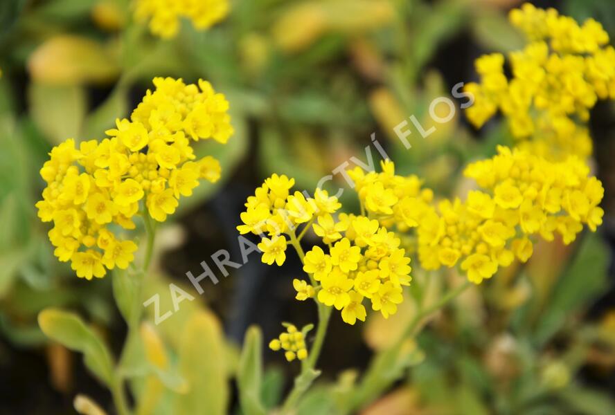 Tařice skalní 'Compact Goldkugel' - Alyssum saxatile 'Compact Goldkugel'