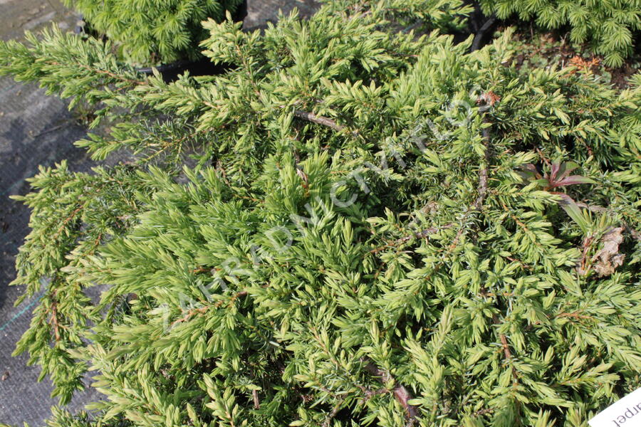 Jalovec obecný 'Green Carpet' - Juniperus communis 'Green Carpet'