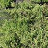 jalovec obecný Green Carpet - Juniperus communis Green Carpet