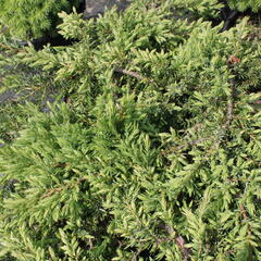 Jalovec obecný 'Green Carpet' - Juniperus communis 'Green Carpet'