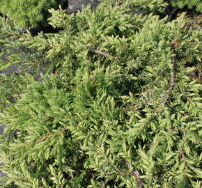 Jalovec obecný 'Green Carpet' - Juniperus communis 'Green Carpet'