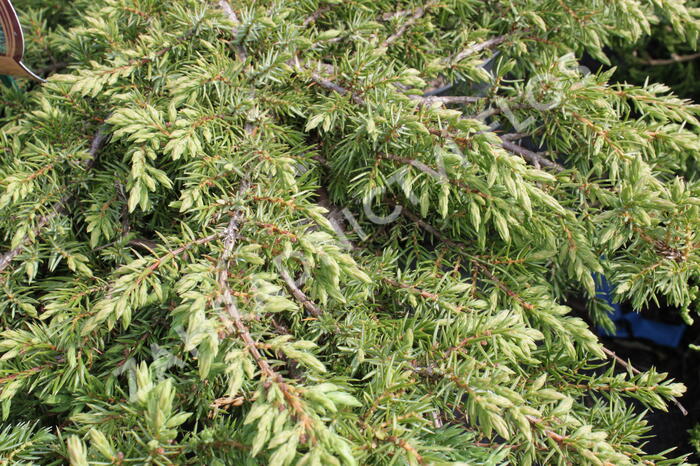 Jalovec obecný 'Green Carpet' - Juniperus communis 'Green Carpet'