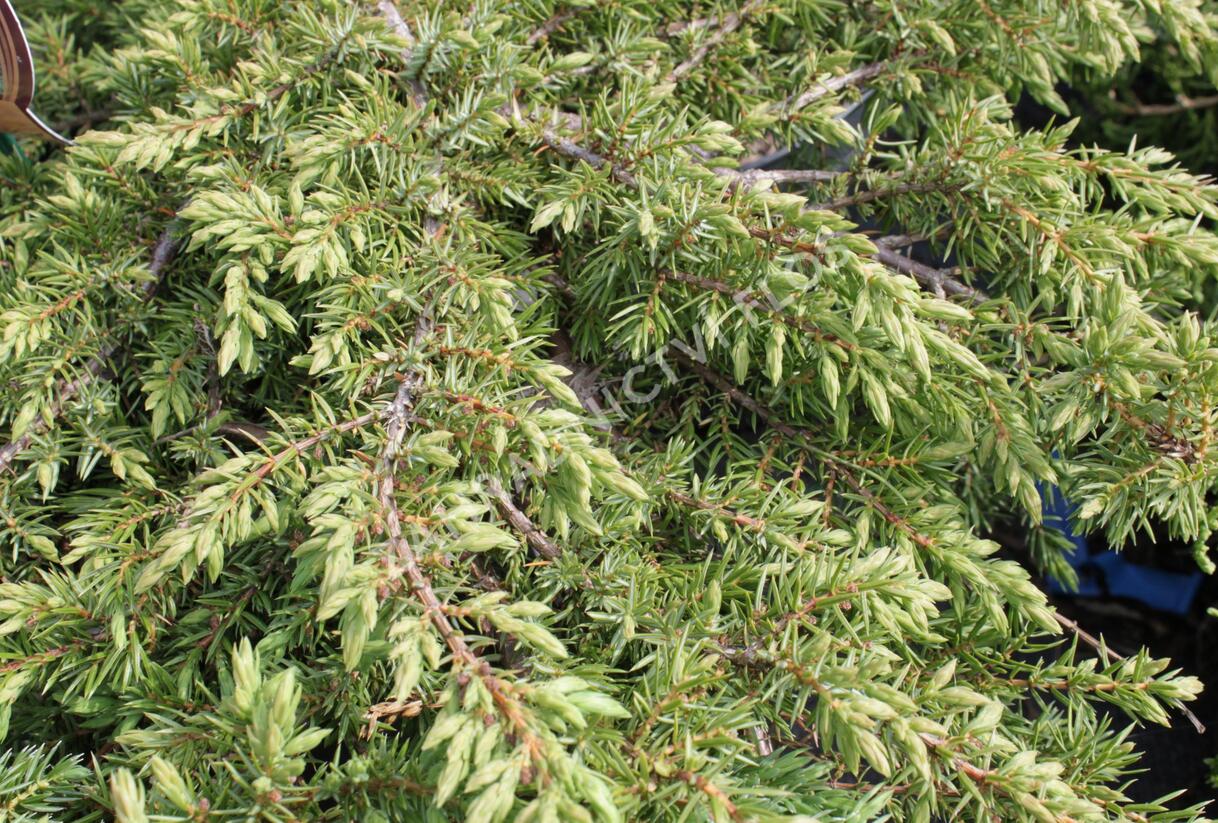 Jalovec obecný 'Green Carpet' - Juniperus communis 'Green Carpet'