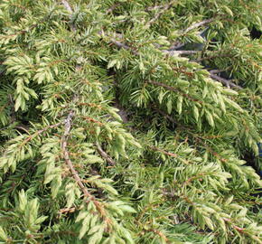 Jalovec obecný 'Green Carpet' - Juniperus communis 'Green Carpet'