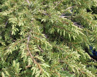 Jalovec obecný 'Green Carpet'