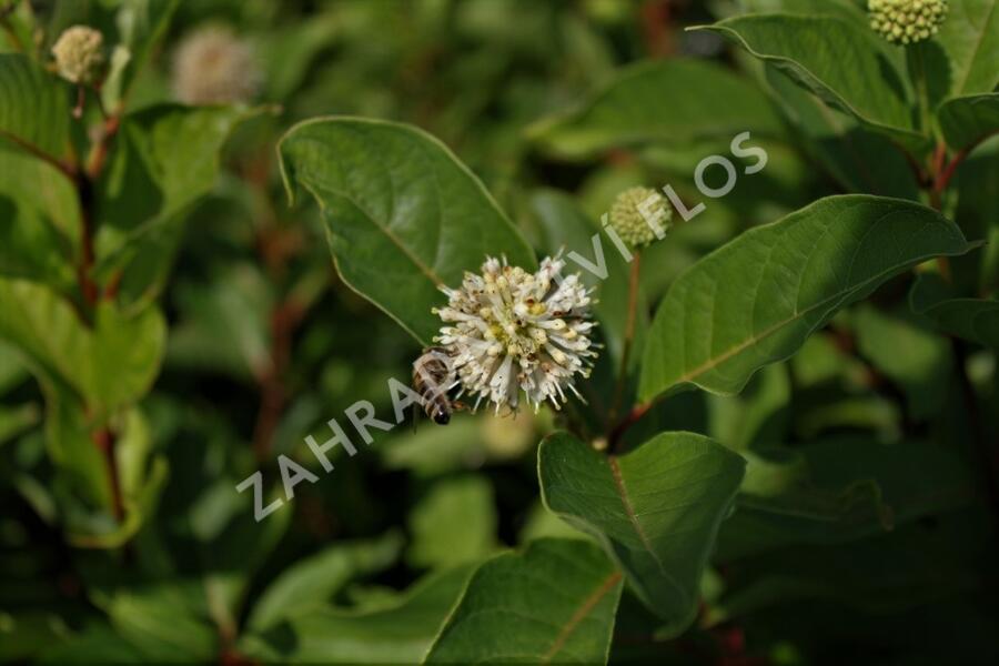 Hlavoš západní - Cephalanthus occidentalis