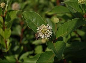 Hlavoš západní - Cephalanthus occidentalis