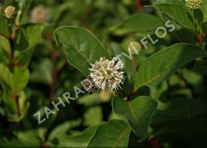 Hlavoš západní - Cephalanthus occidentalis