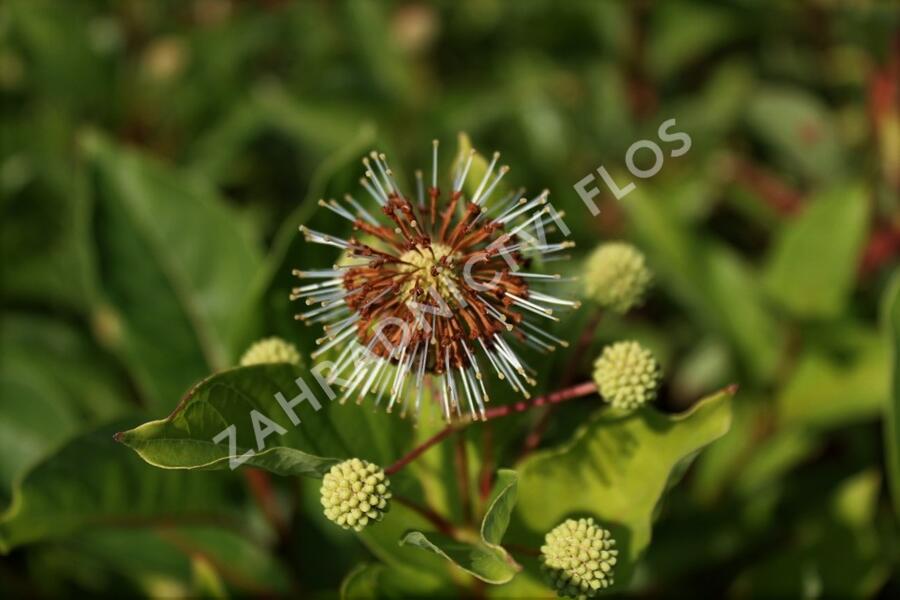 Hlavoš západní - Cephalanthus occidentalis