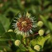 Hlavoš západní - Cephalanthus occidentalis