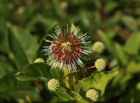 Hlavoš západní - Cephalanthus occidentalis