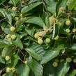 Hlavoš západní - Cephalanthus occidentalis